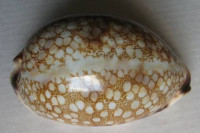 Cypraea histrio, Gmelin, 1791